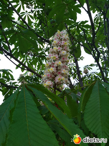 1 фото: Коломенское