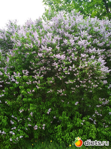 12 ����: �����������