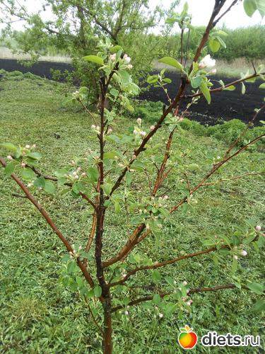 74 ����: ���