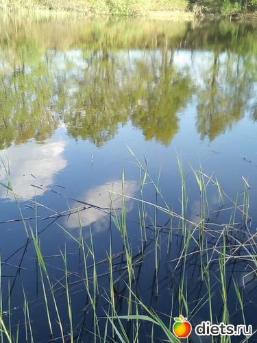 81 ����: ���