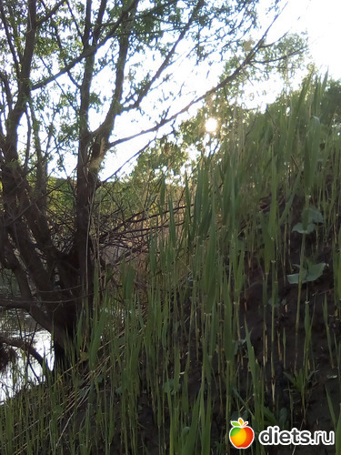 84 ����: ���