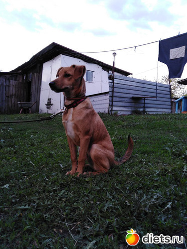 95 ����: ���