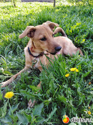 97 ����: ���