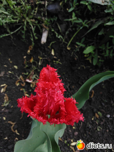 98 ����: ���