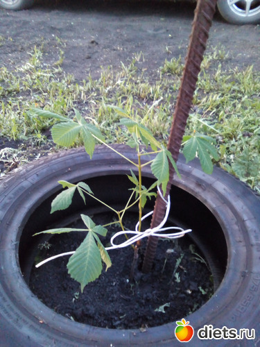 106 ����: ���