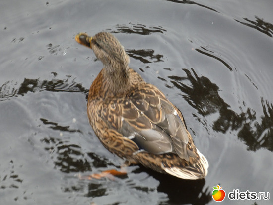 1 ����: ����� ��������2019