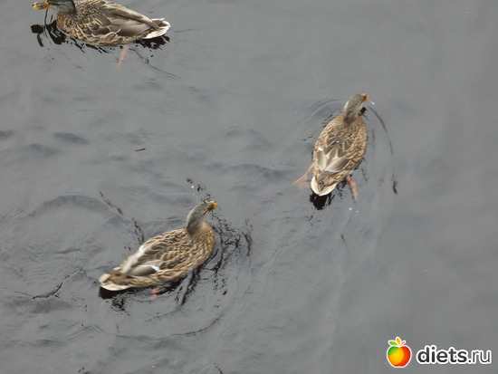 2 фото: Конец сентября2019