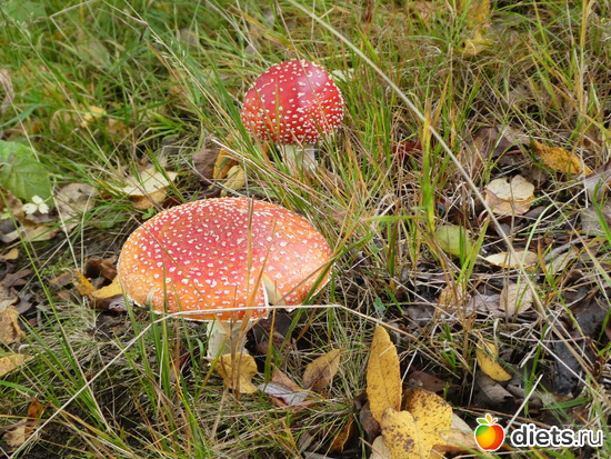 9 фото: Конец сентября2019