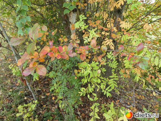 13 фото: Конец сентября2019