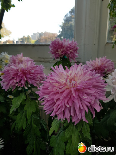 63 фото: Хризантемы