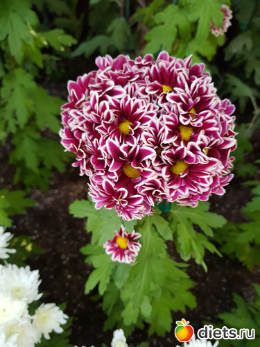 59 фото: Хризантемы