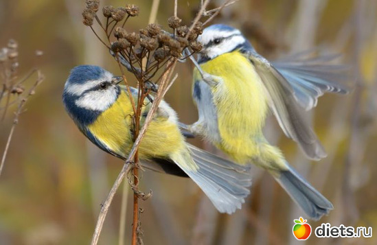 4 ����: �������