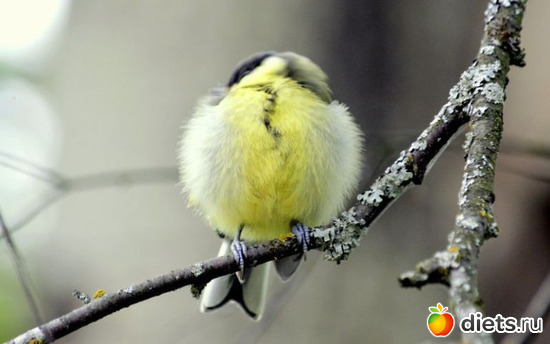 9 ����: �������