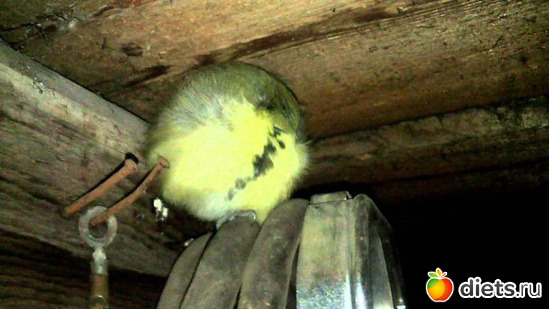 11 фото: СИНИЧКИ