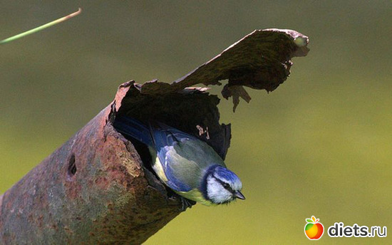 13 ����: �������