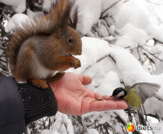 27 фото: СИНИЧКИ