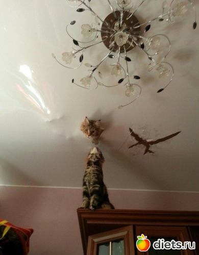 1 ����: ������� ��� ���� � �����