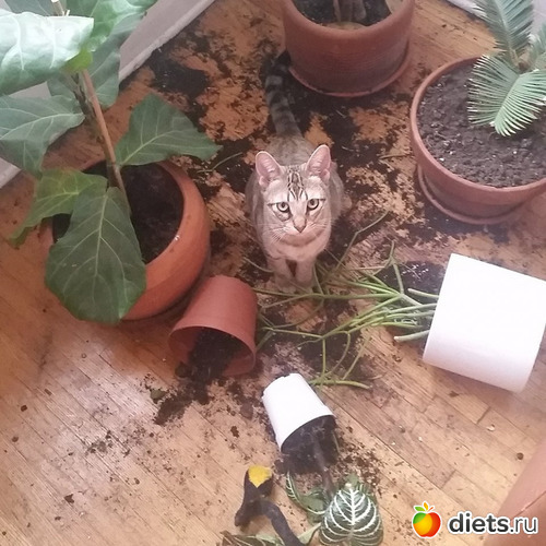 4 ����: ������� ��� ���� � �����