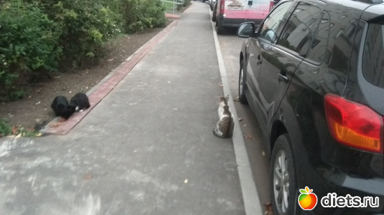 ������ ������� 6 ����, ������: �������� 2019