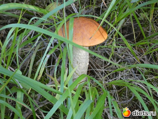 �����, ������: ������2019