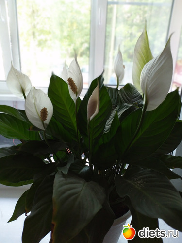 1 ����: ������