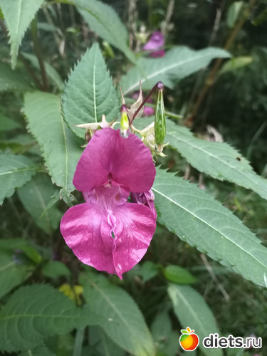 2 фото: Разное