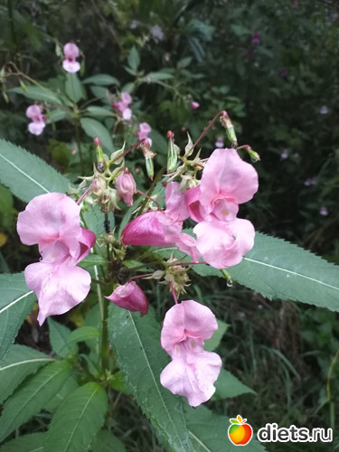 4 ����: ������