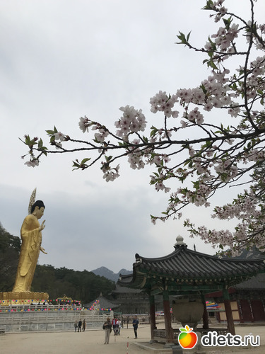 99 фото: Южная Корея. Апрель 2019