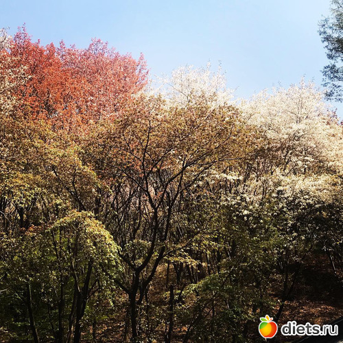 68 фото: Южная Корея. Апрель 2019