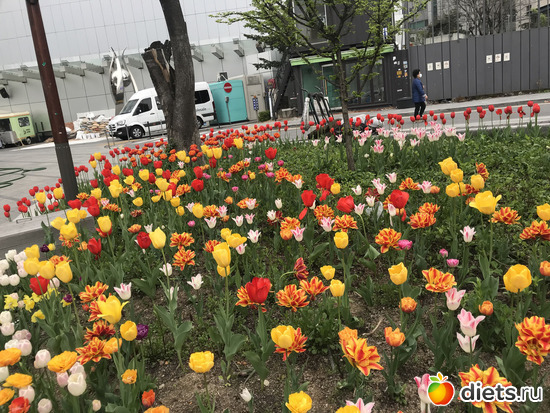 56 фото: Южная Корея. Апрель 2019