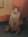 Кошечка Алиска