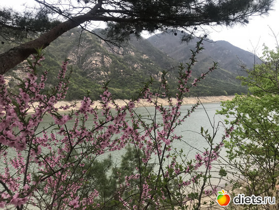 88 фото: Южная Корея. Апрель 2019