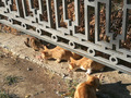 Анапские котейки