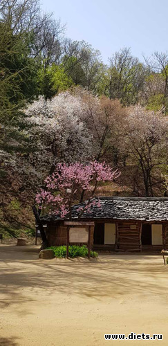 128 фото: Южная Корея. Апрель 2019