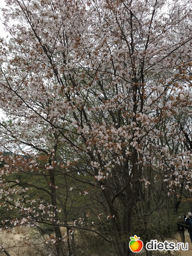 94 фото: Южная Корея. Апрель 2019