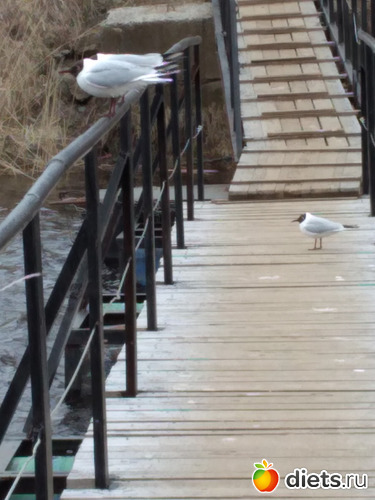 76 ����: ������