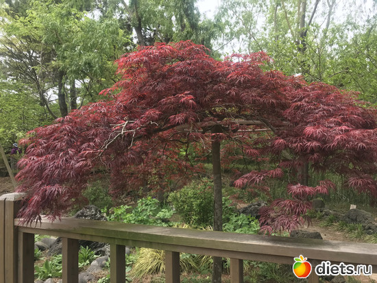 183 фото: Южная Корея. Апрель 2019