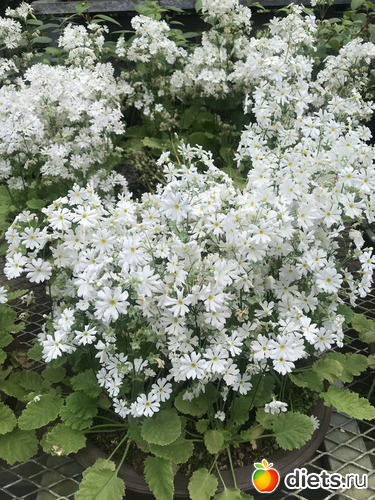 187 фото: Южная Корея. Апрель 2019