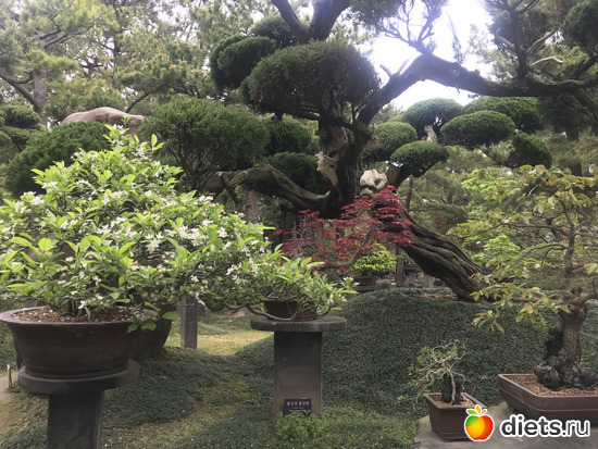 198 фото: Южная Корея. Апрель 2019