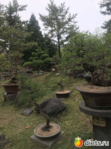 203 фото: Южная Корея. Апрель 2019