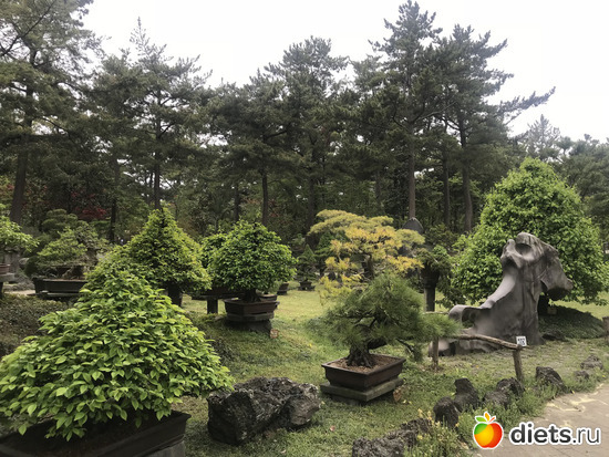 204 фото: Южная Корея. Апрель 2019