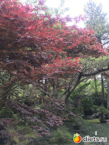 207 фото: Южная Корея. Апрель 2019