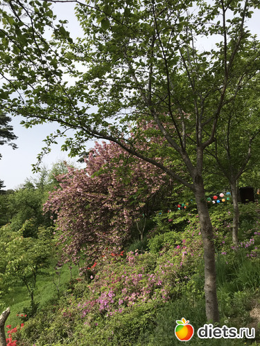 240 фото: Южная Корея. Апрель 2019