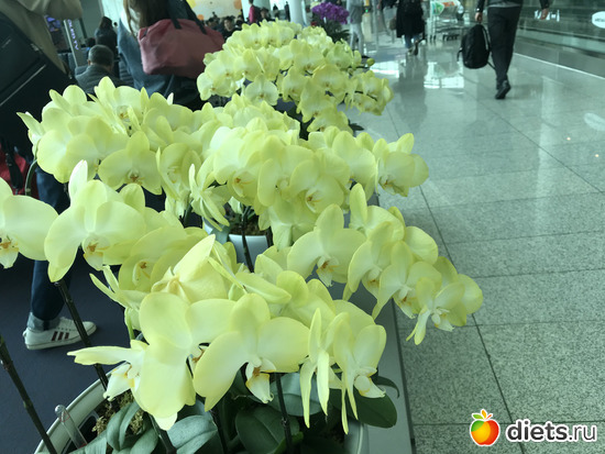 589 фото: Южная Корея. Апрель 2019