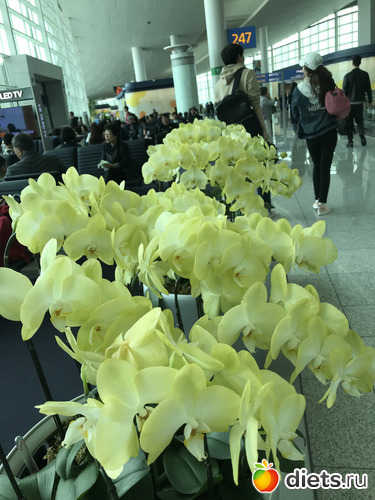 590 фото: Южная Корея. Апрель 2019