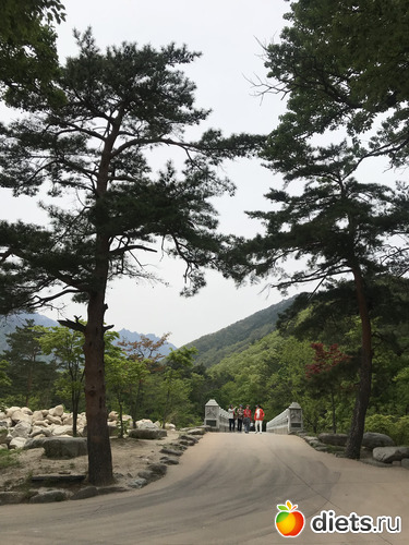 528 фото: Южная Корея. Апрель 2019