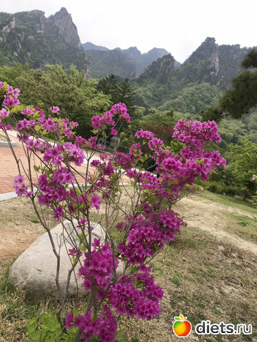 545 фото: Южная Корея. Апрель 2019