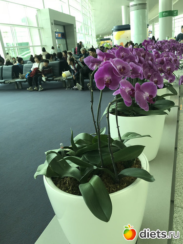 591 фото: Южная Корея. Апрель 2019