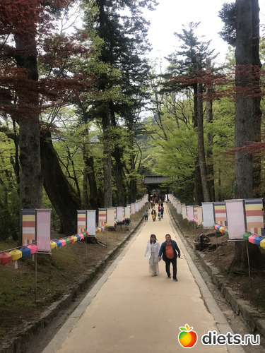 428 фото: Южная Корея. Апрель 2019