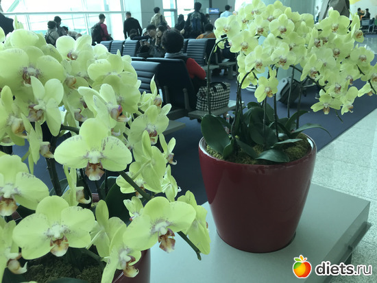 592 фото: Южная Корея. Апрель 2019